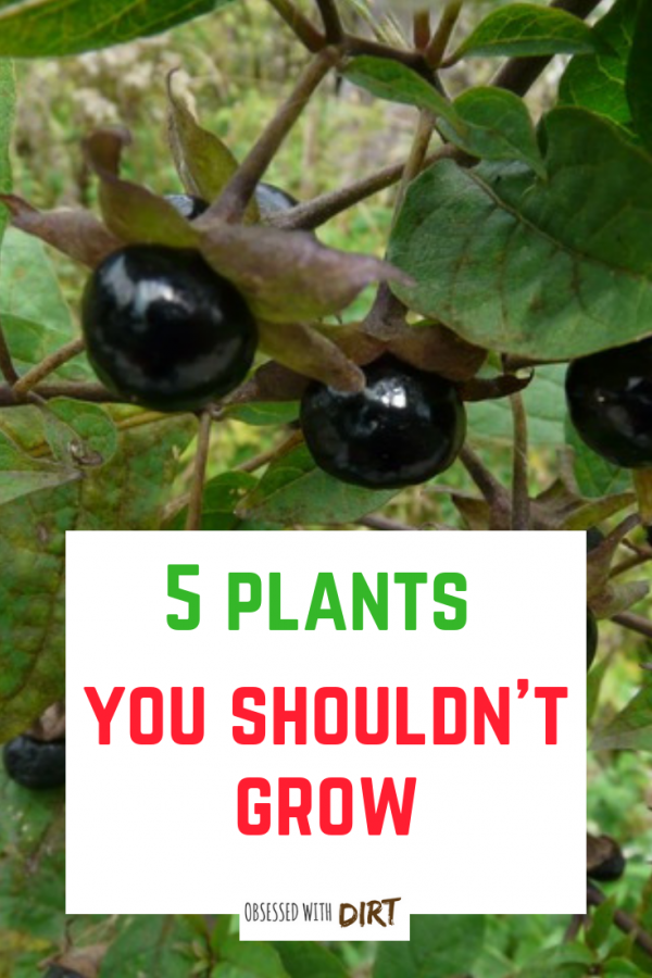plants you shouldn't grow