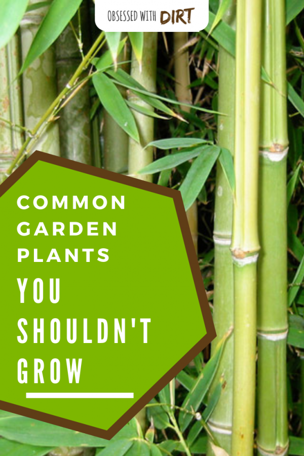 plants you shouldn't grow