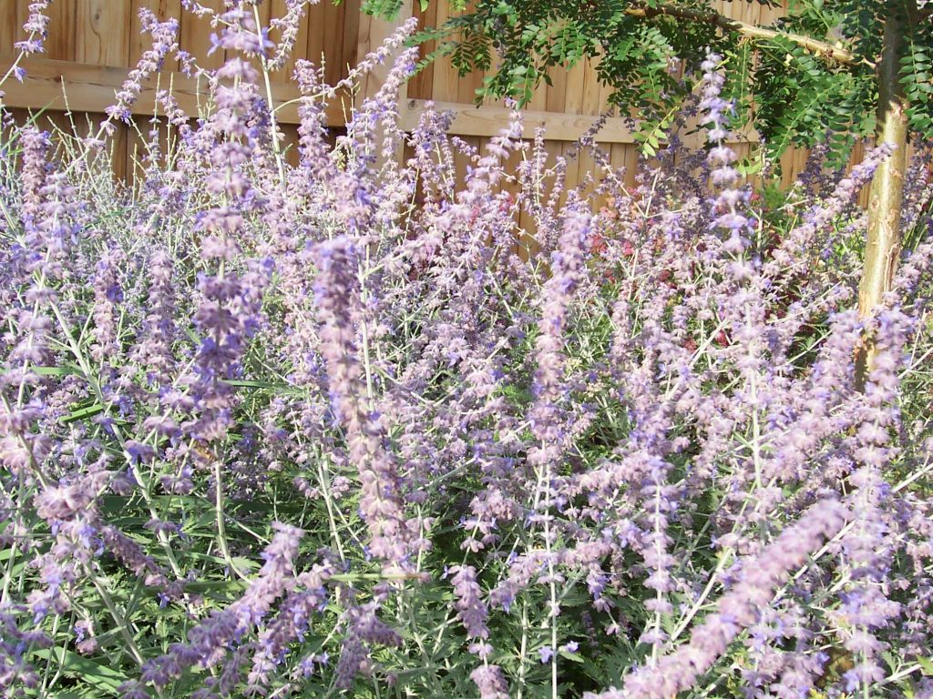 Drought Tolerant Plants