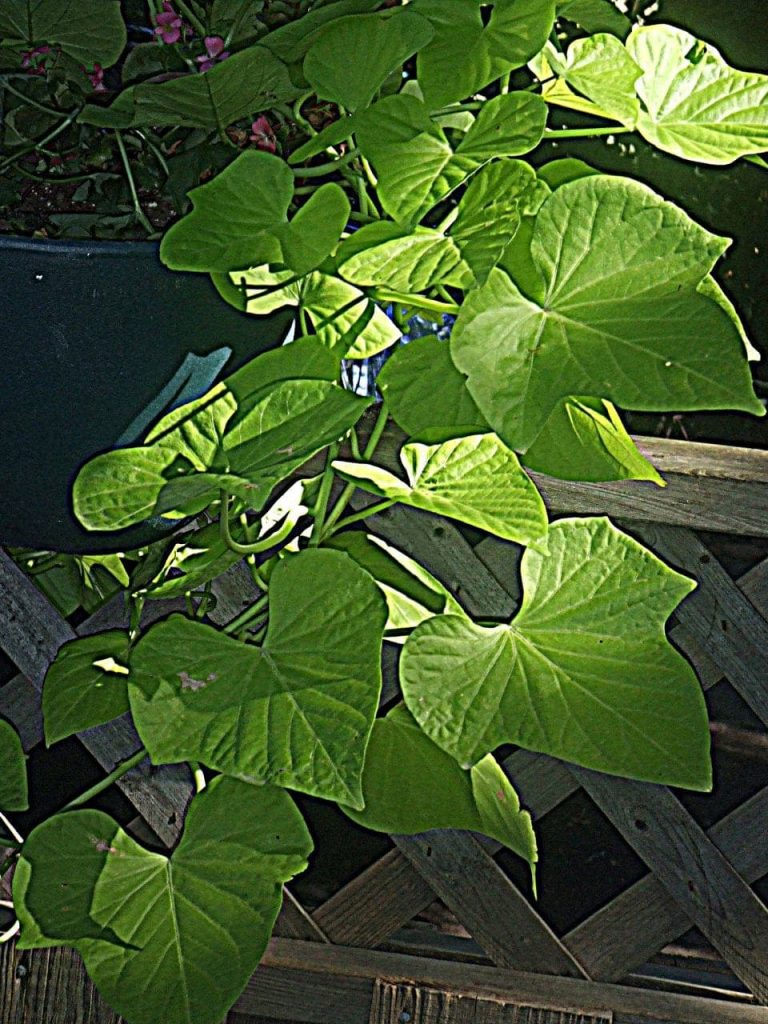 Drought Tolerant Plants