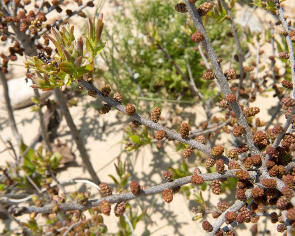 Drought Tolerant Plants