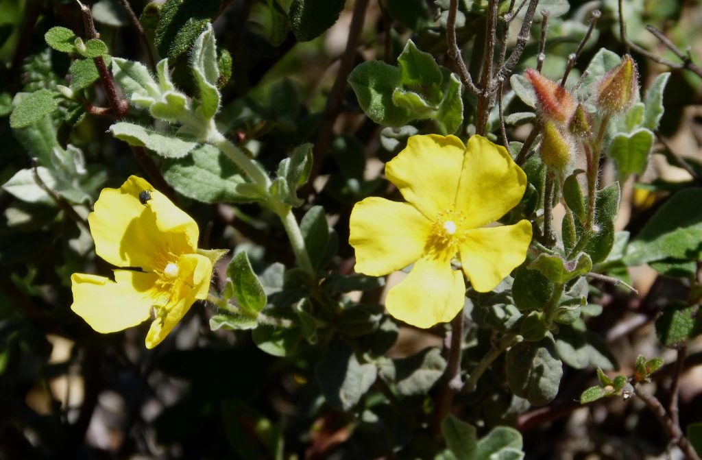 Drought Tolerant Plants