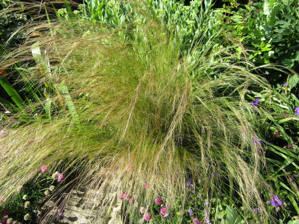 Drought Tolerant Plant