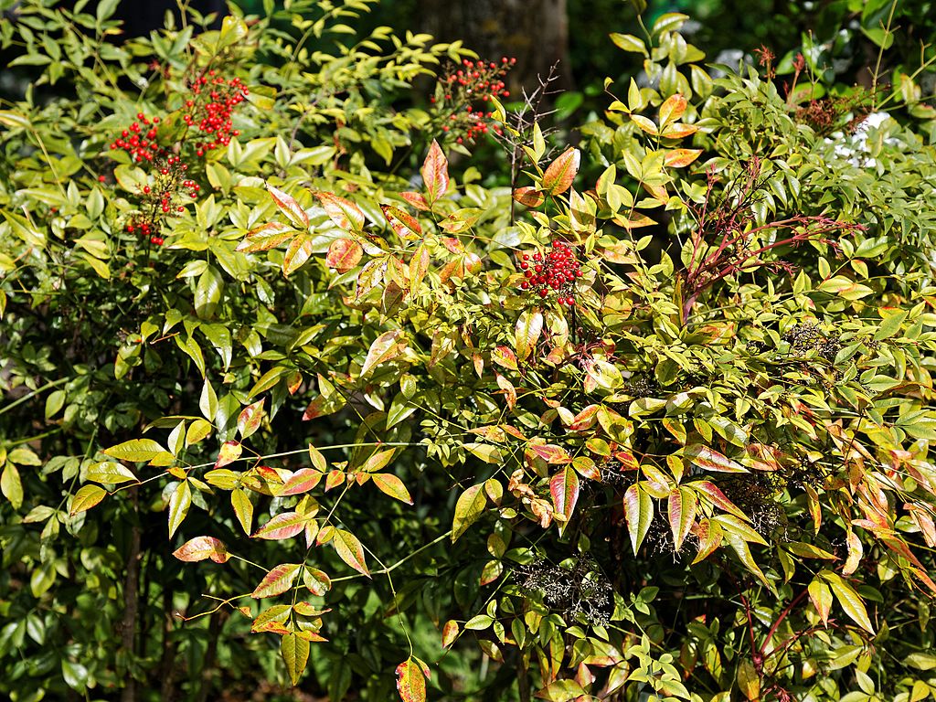 Drought Tolerant Plants