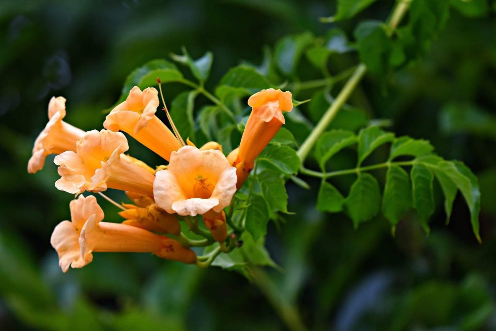 Drought Tolerant Plants