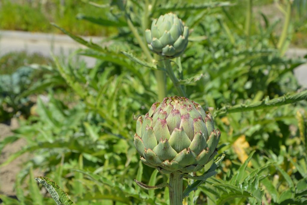 Drought Tolerant Plant