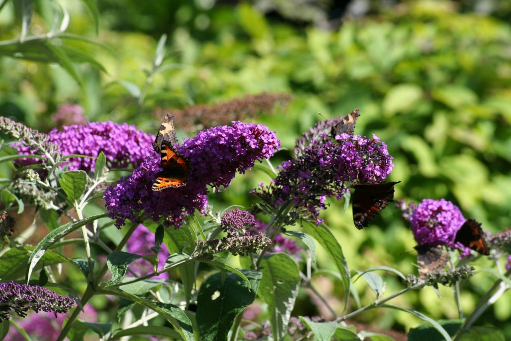 Drought Tolerant Plants