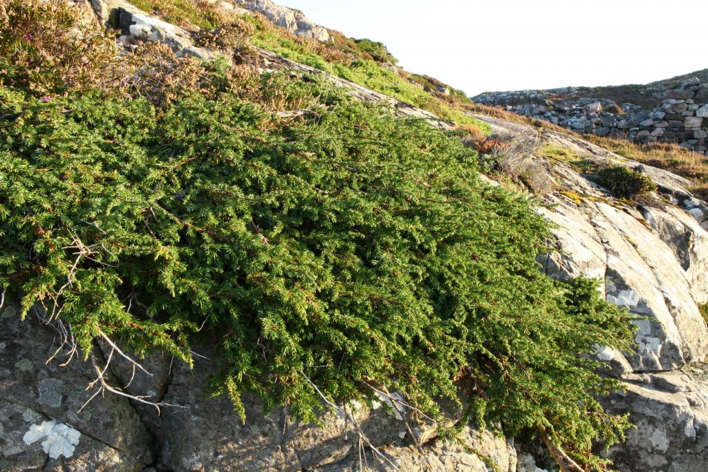 Drought Tolerant Plants