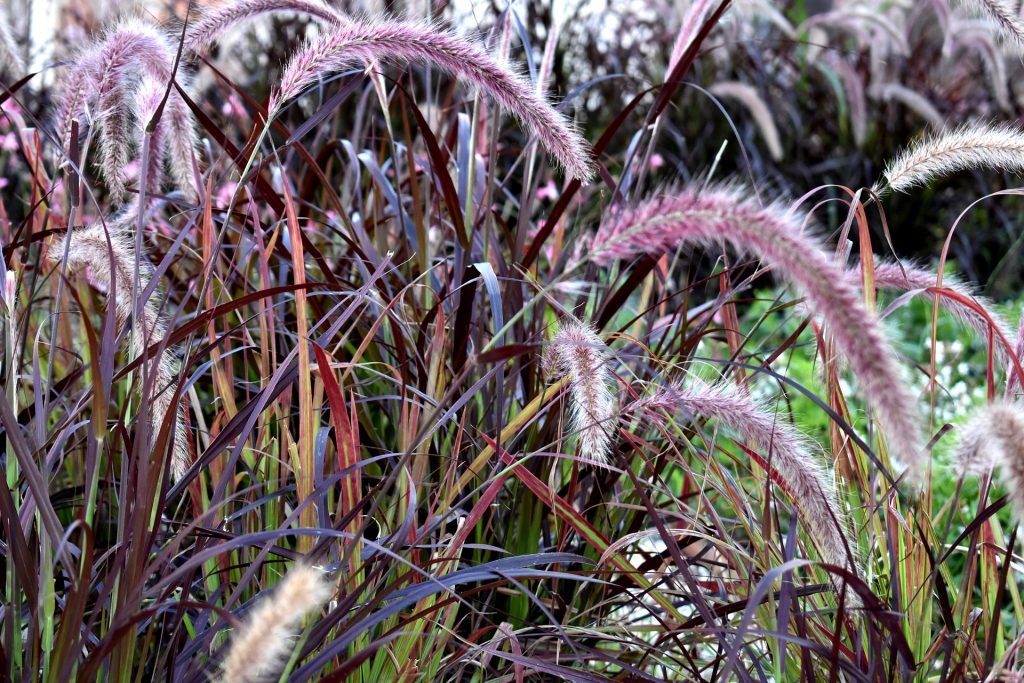 Drought Tolerant Plant