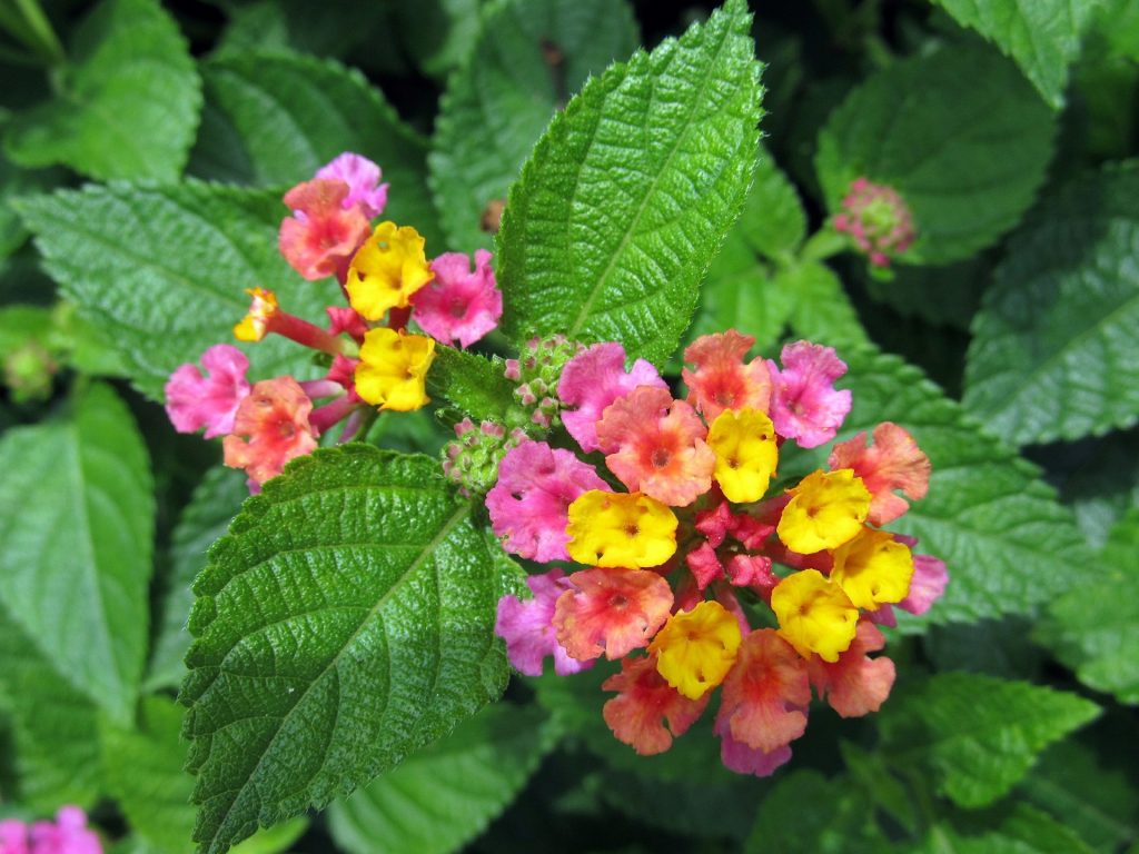 Drought Tolerant Plants