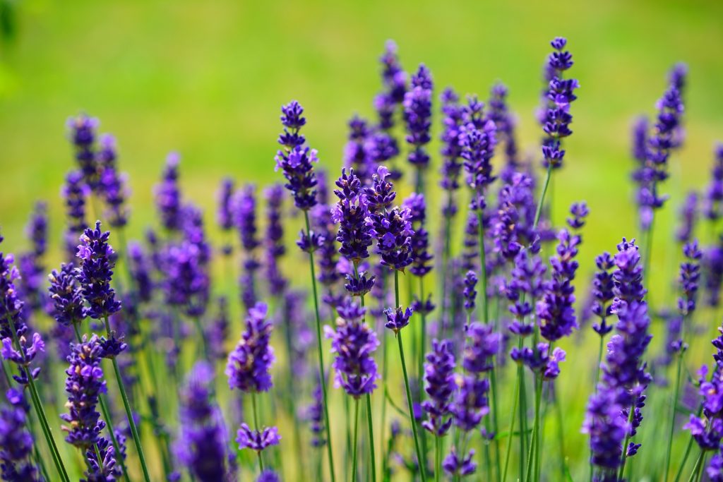 Drought Tolerant Plants