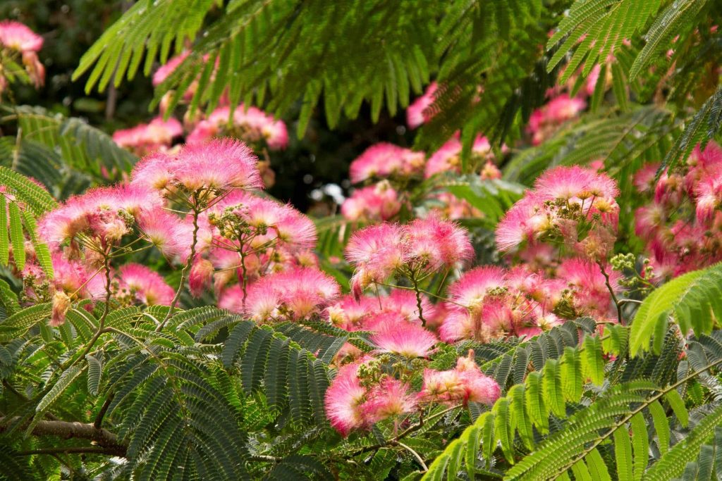 Drought Tolerant Plants