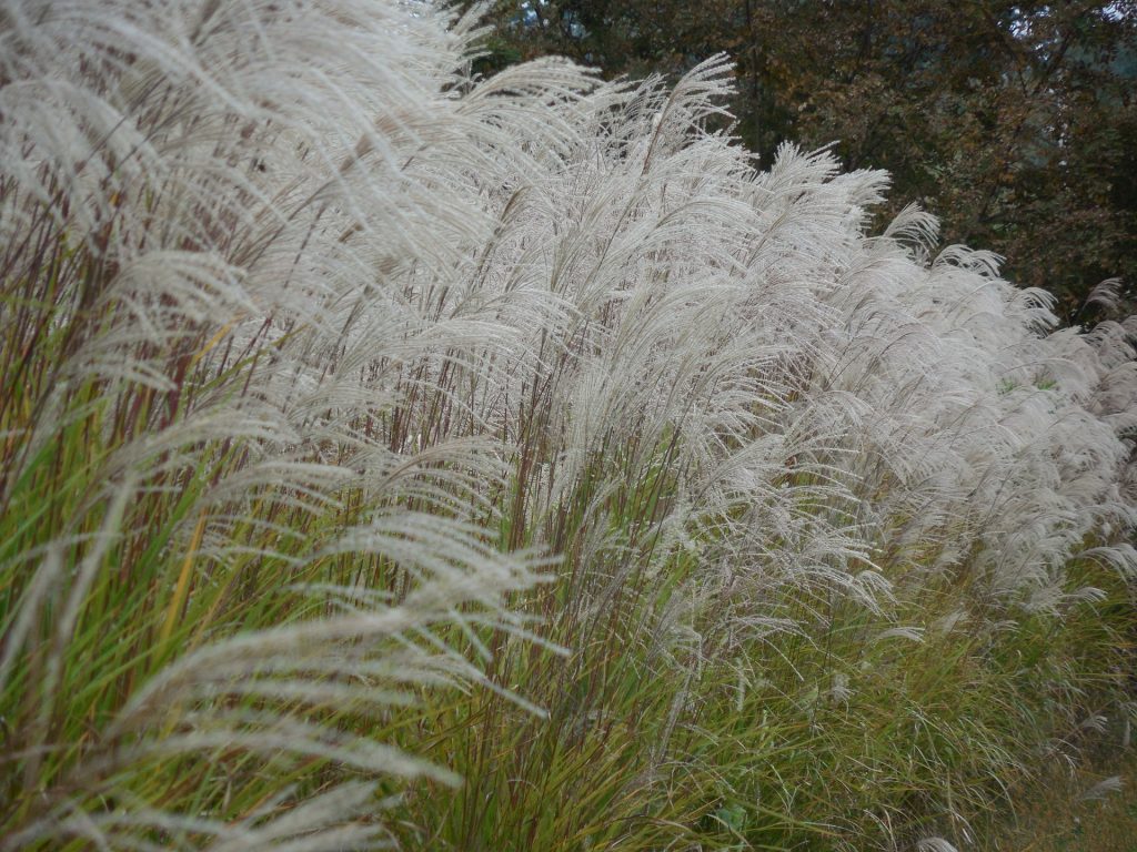 Drought Tolerant Plant