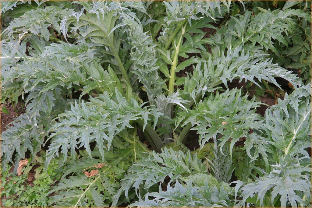 Drought Tolerant Plant