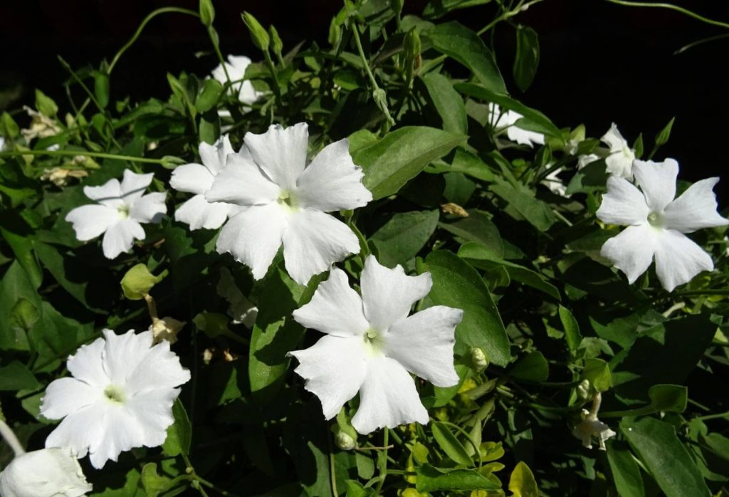 Drought Tolerant Plants