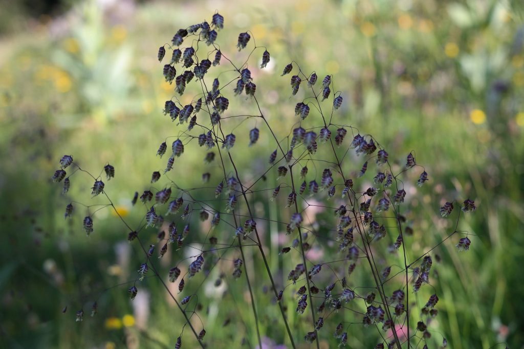 Drought Tolerant Plants