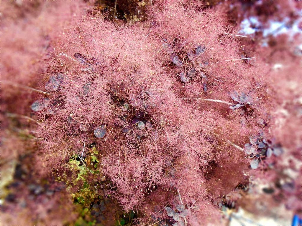 Drought Tolerant Plants