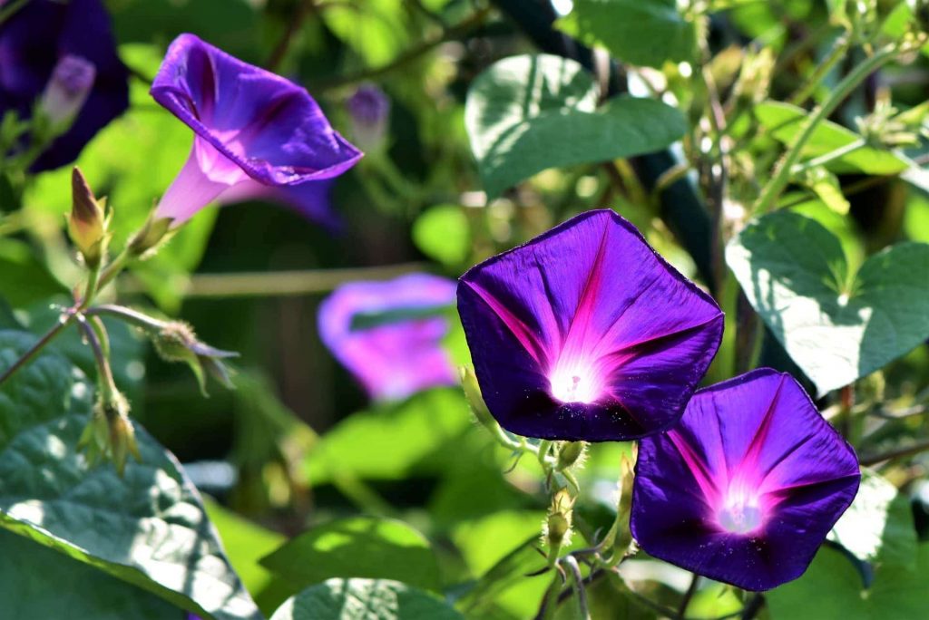 Drought Tolerant Plants