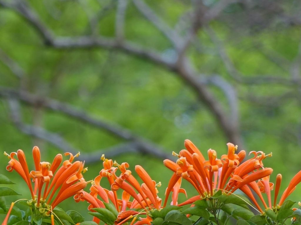 Drought Tolerant Plants