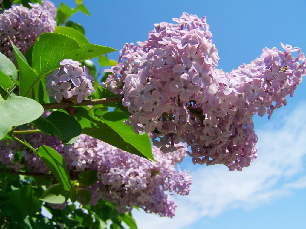 Drought Tolerant Plants