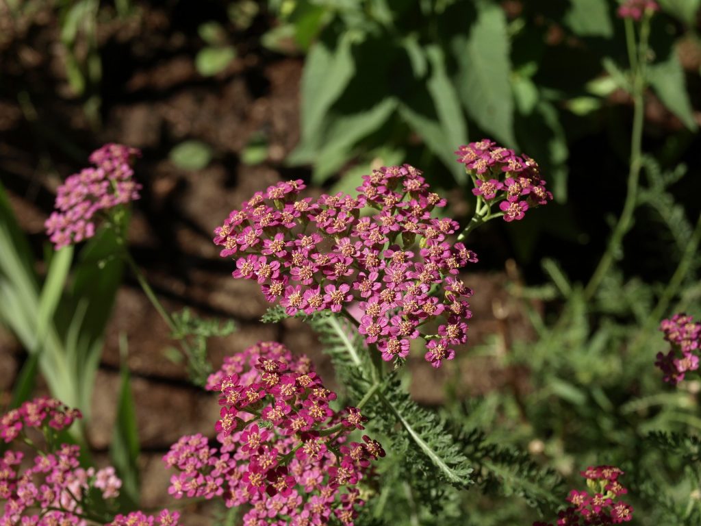 Drought Tolerant Plant